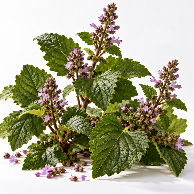 Patchouli